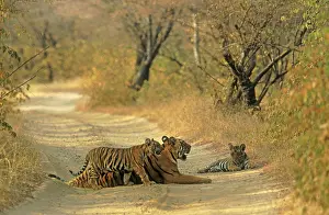 Tigresses: Royal Bengal Tigress - and young ones, on dusty track