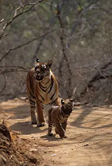 Tigresses: Royal Bengal Tigress & young one - out for a walk