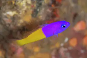 Dottyback: Royal Dottyback
