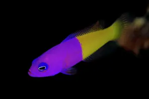 Dottyback: Royal Dottyback