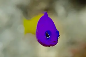 Dottyback: Royal Dottyback - Lone Tree dive site, Dili, East