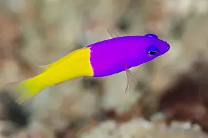 Dottyback: Royal Dottyback - Lone Tree dive site, Dili, East