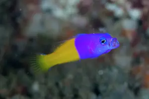 Retreat: Royal Dottyback yawning
