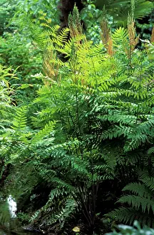 Regalis: Royal Fern