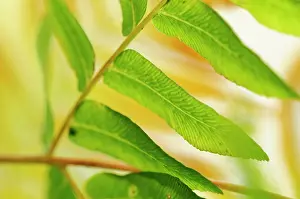 Smland: Royal Fern