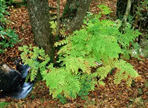 Regalis: Royal FERN - in Autumn