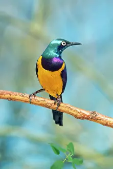 Regius: Royal / Golden-breasted STARLING - sits on branch