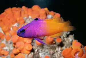 Loreto: Royal Gramma
