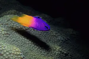 Pseudanthias: Royal gramma basslet Gramma loreto Isla de la Juventud Cuba