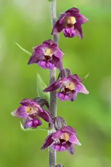 Epipactis: Royal helleborine Orchid