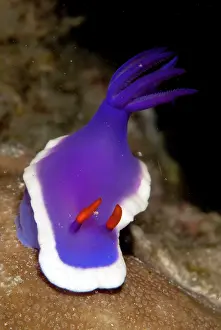 Mabul: Royal Hypseldoris Nudibranch