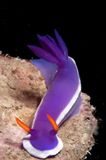 Mabul: Royal Hypseldoris Nudibranch