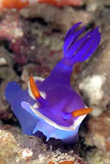 Weird: Royal Hypseldoris Nudibranch showing mouthparts