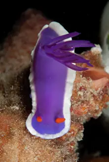Sipadan: Royal Hypselodoris Nudibranch - Paradise dive site