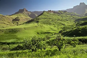 Drakensberg: Royal Natal National Park with Protaea caffra in