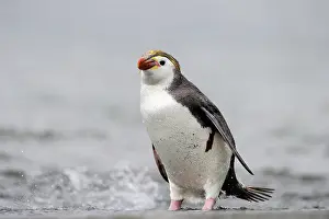 Tuft: Royal Penguin