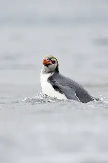 Macquarie: Royal Penguin