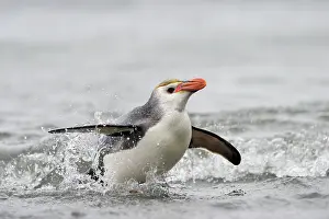 Tuft: Royal Penguin
