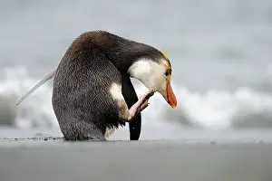 Tuft: Royal Penguin