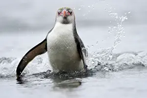 Tuft: Royal Penguin