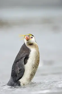 Tuft: Royal Penguin