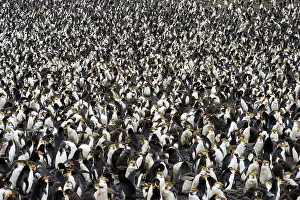 Packed: Royal Penguin