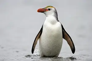 Tuft: Royal Penguin