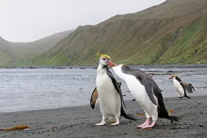 Tuft: Royal Penguin