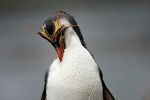 Tuft: Royal Penguin