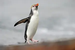Tuft: Royal Penguin