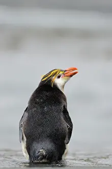 Tuft: Royal Penguin