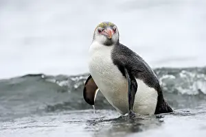 Tuft: Royal Penguin