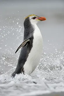 Tuft: Royal Penguin