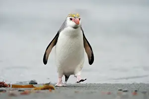 Tuft: Royal Penguin