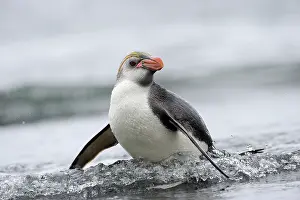 Spheniscidae: Royal Penguin