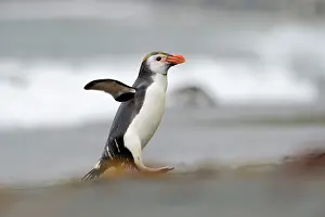 Royal: Royal Penguin