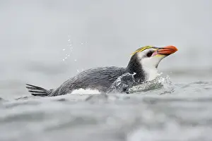 Royal: Royal Penguin