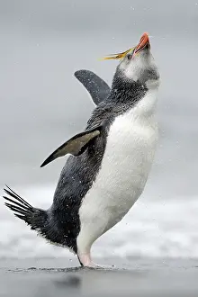 Royal: Royal Penguin