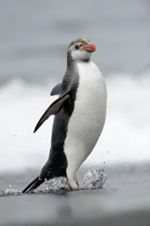 Royal: Royal Penguin