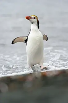 Royal: Royal Penguin