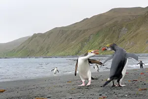Royal: Royal Penguin