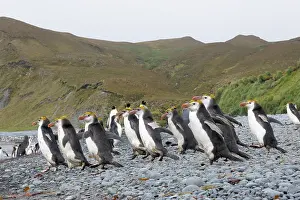 Royal: Royal Penguin