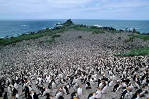 Schlegeli: Royal Penguin - colony, showing habitat