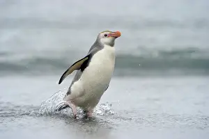 Spheniscidae: Royal Penguin coming out the water