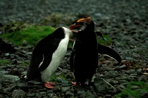Subantarctic: Royal penguin (Eudyptes schlegeli) breeding pair