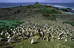 Macquarie: Royal penguin - large colony