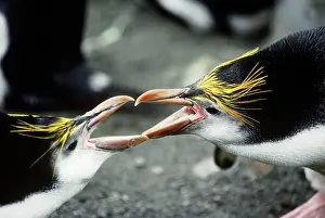 Macquarie: Royal Penguins