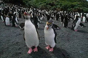 Macquarie: Royal Penguins