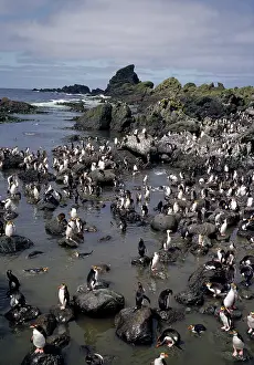 Macquarie: Royal penguins - colony