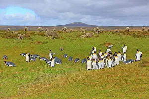 Heaths: Royal penguins and sheep on the moor - Falkland Islands